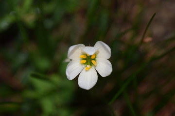 Fototapeta na wymiar 名もなき白い花