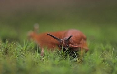Red Slug (Arion rufus), slug in the forest