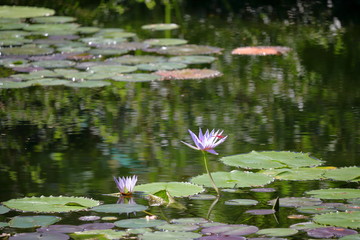 赤とんぼとスイレン