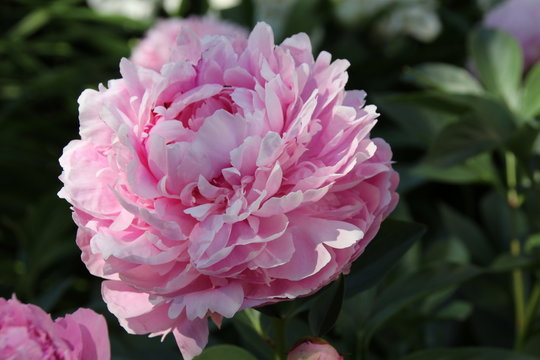 Fototapeta Cultivar herbaceous peony (Paeonia lactiflora 'Sarah Bernhardt') flower in the summer garden