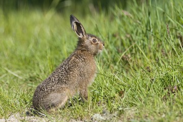 Naklejka na ściany i meble Young Hare (Lepus europaeus)