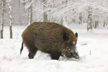 Wild boar (Sus scrofa), tusker in a snowy forest in winter
