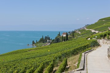 View across the vineyards near Vevey, Lake Geneva at back, Vevey, Canon Vaud, Lake Geneva,...