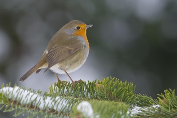 Robin (Erithacus rubecula)
