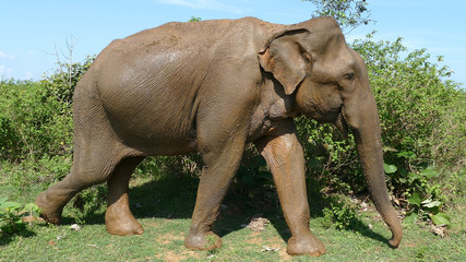 Obraz premium Duży słoń w Parku Narodowym Udawalawe