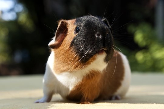Young smooth hair, short hair guinea pig, three-coloured tortie
