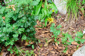 Undergrowth flowers