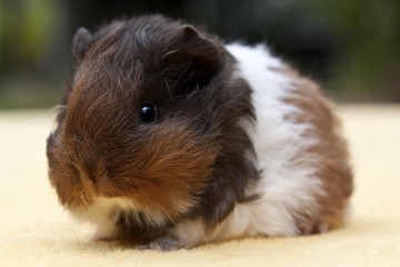 Young guinea pig, Swiss Teddy breed, chocolate-gold-white coloured