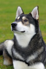 Naklejka na ściany i meble Siberian Husky (Canis lupus familiaris), one year old male, portrait