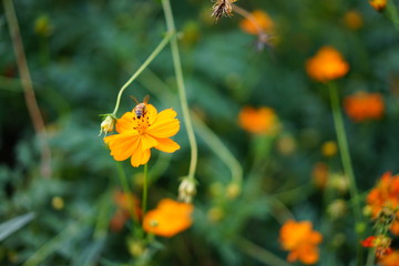 コスモス畑のコスモス