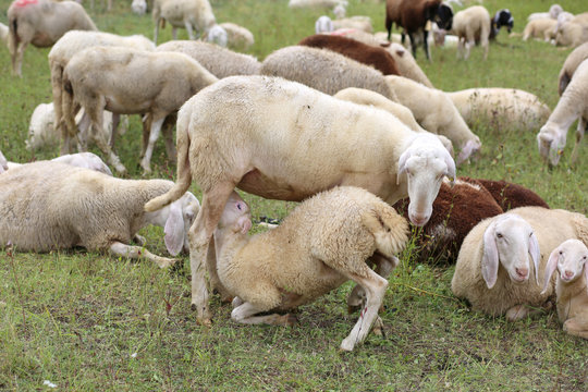 mother sheep feeding her lamb in the midst of the flock