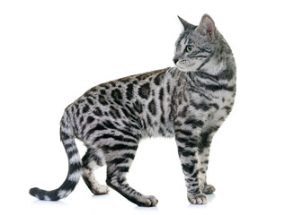 bengal cat in studio