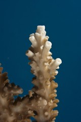 Stone Coral (Acropora sp.), close-up © imageBROKER