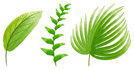 Fototapete Tropische Blätter Drei Arten von grünen Blättern