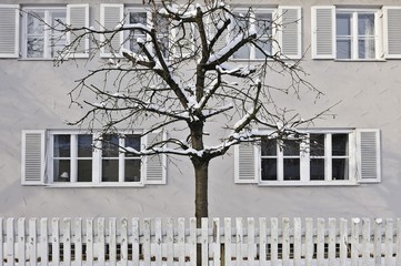 Snow-covered tree behind a white fence, Harlaching, Munich, Bavaria, Germany, Europe - obrazy, fototapety, plakaty