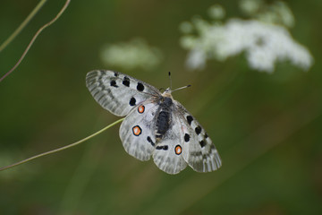 Naklejka premium farfalla fotografia macro volare ali farfalla natura naturale insetto 