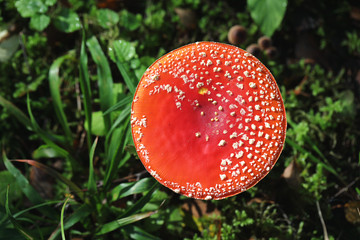 Red fly agaric in the forest