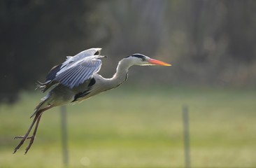 Grey Heron (Ardea cinerea) in flight, Stuttgart, Baden-Wuerttemberg, Germany, Europe