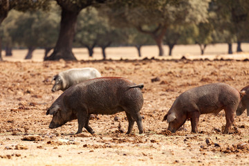 Iberian pigs grazing among the oaks