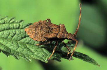 Dock Bug (Coreus marginatus)