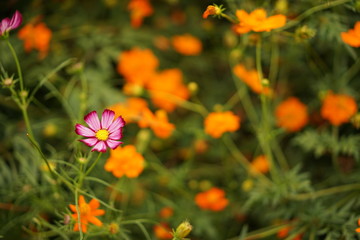 コスモス畑のコスモス