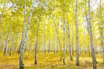 birch forest