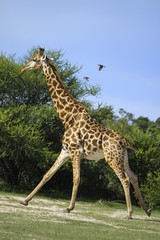 Naklejka na ściany i meble Giraffe (Giraffa camelopardalis), Bwabwata National Park, formerly Caprivi National Park, Mahango National Park, Caprivi, Namibia, Africa