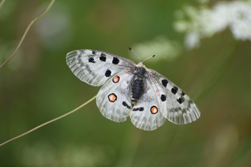 farfalla fotografia macro volare ali farfalla natura naturale insetto 