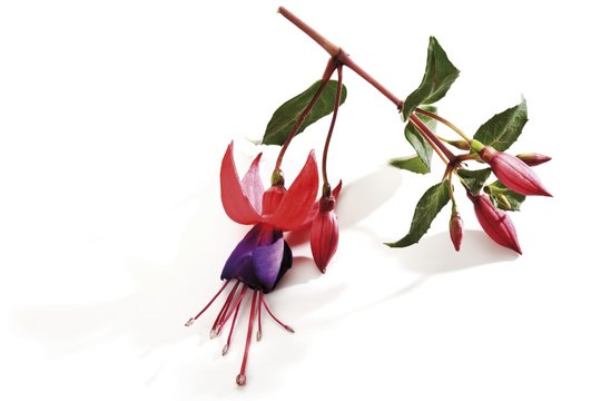 Fuchsia (Fuchsia), blossoms