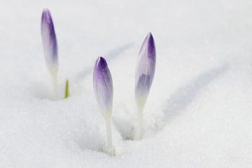 Crocus (Crocus neapolitanus), closed flowers in snow