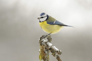 Obraz premium Blue Tit (Parus caeruleus)