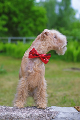Red Lakeland Terrier dog wearing a red bow tie on its neck posing outdoors on a stone in summer