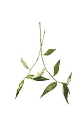 Vietnamese coriander, Vietnamese Mint or Cambodian Mint (Polygonum odoratum Lour.)