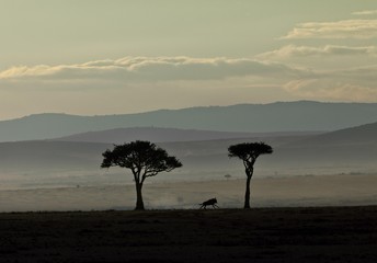 Blue Wildebeest (Connochaetes taurinus) on the run in the early dawn, Masai Mara National Reserve, Kenya, East Africa, Africa, PublicGround, Africa