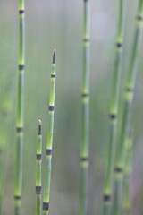 Water Horsetail or Swamp Horsetail (Equisetum fluviatile), Emsland region, Lower Saxony, Germany, Europe