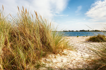 Sandy beach and dune grass