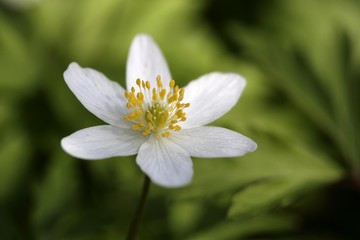 Wood anemone (Anemone nemorosa)