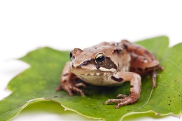 European Common Brown Frog (Rana temporaria)
