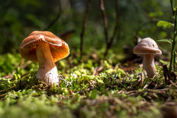 little brown mushroom in sunshine with green moss around