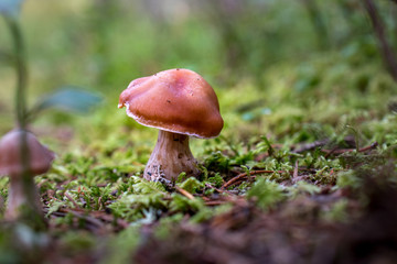close up of little brown mushroom in green moss