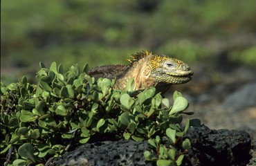 Galapagos Land Iguana (Conolophus subcristatus), Galapagos