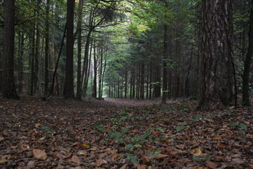 Primeval forest, Bavarian forest national park, autumn