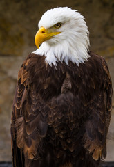 Weißkopfseeadler - Haliaeetus leucocephalus