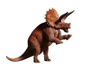 Triceratops horridus, Ceratops dinosaur of the late Cretaceous period in action