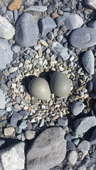 Wrybill nest/eggs Tasman river NZ