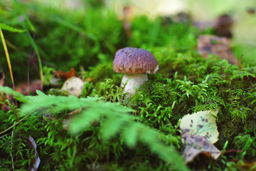 Boletus mushroom growing up in a green moss in a forest in autumn