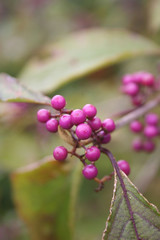 Bacche viola di Callicarpa bodinieri. Fuoco selettivo.