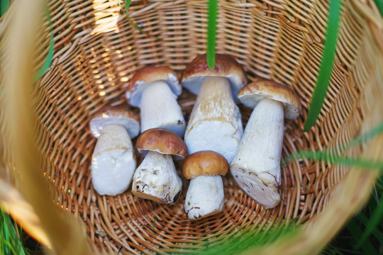 Fresh Boletus edulis mushrooms in a wooden wicker basket standing outdoors on a green grass in autumn. Top view