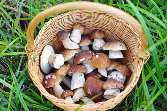 Fresh Boletus edulis mushrooms in a wooden wicker basket standing outdoors on a green grass in autumn. Top view