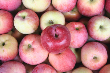 Mele rosse. Fuoco selettivo.